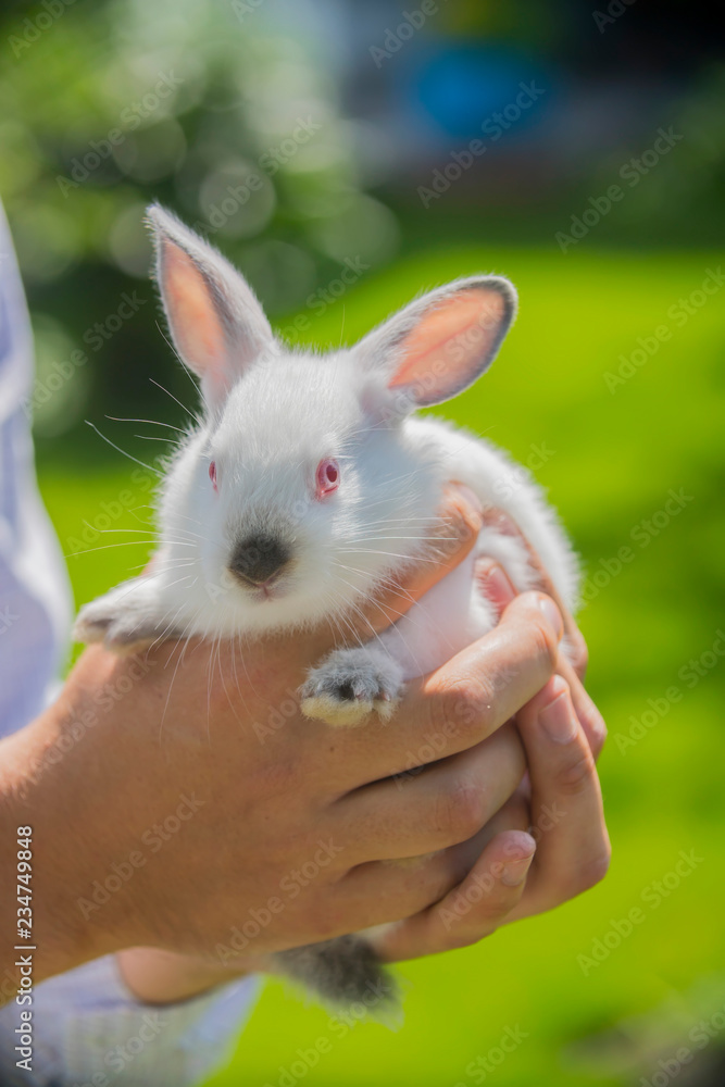 white rabbit close up in the hands white rabbit close up in the hands