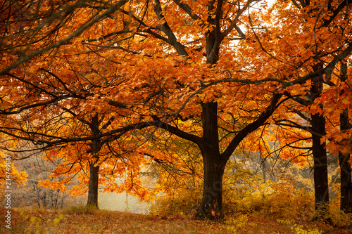 Golden yellow foliage 