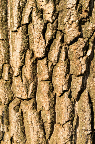 A sinuous texture of the bark of a tree poplar