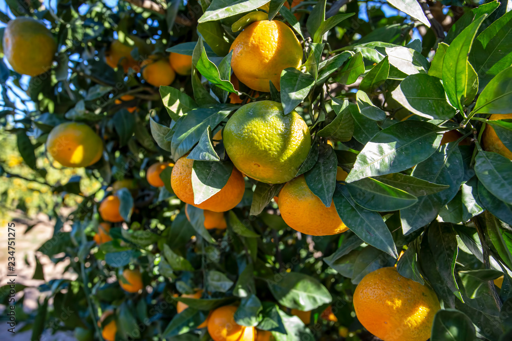 Fresh organik agriculture; tangerine tree. Turkey / Izmir
