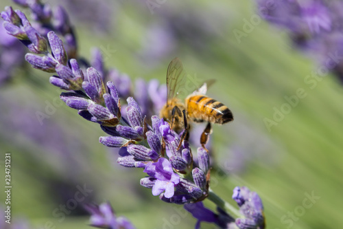 abeille sur fleur de lavande © Paul