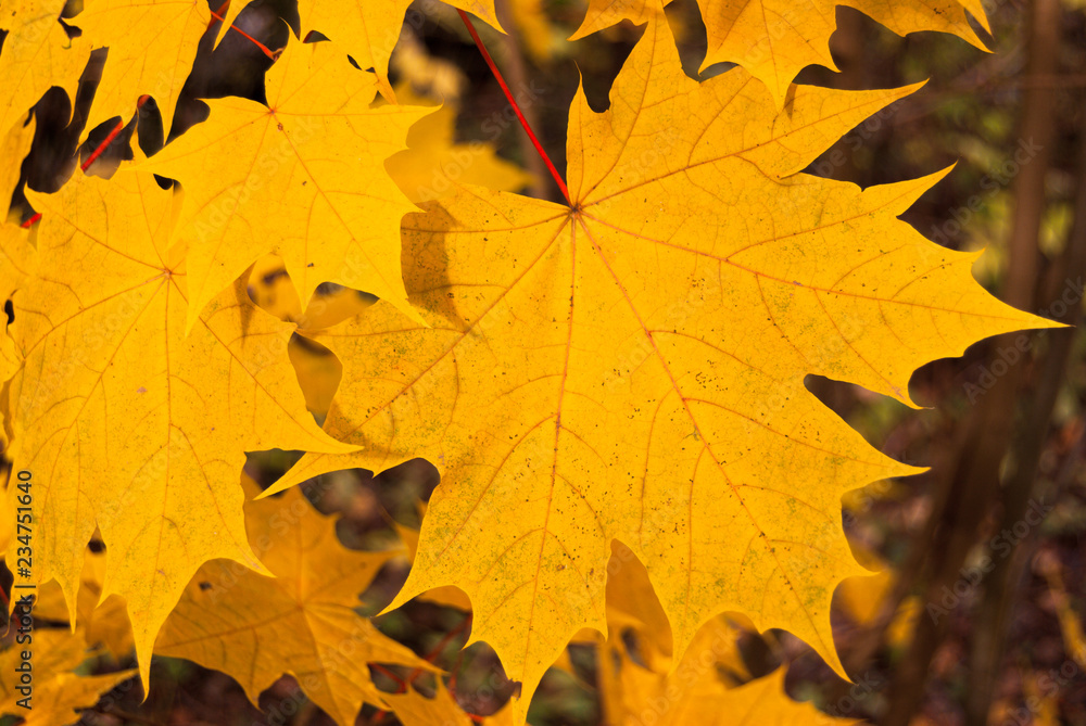 Fototapeta premium autumn leaves background