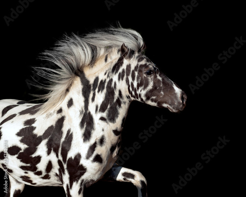appaloosa pony stallion isolated on black portrait