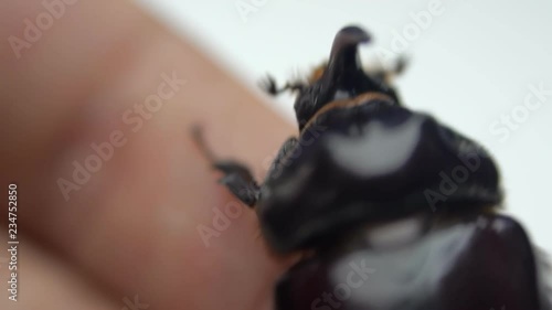 Shiny rhinoceros beetle crawling on the human hand. Macro
 photo