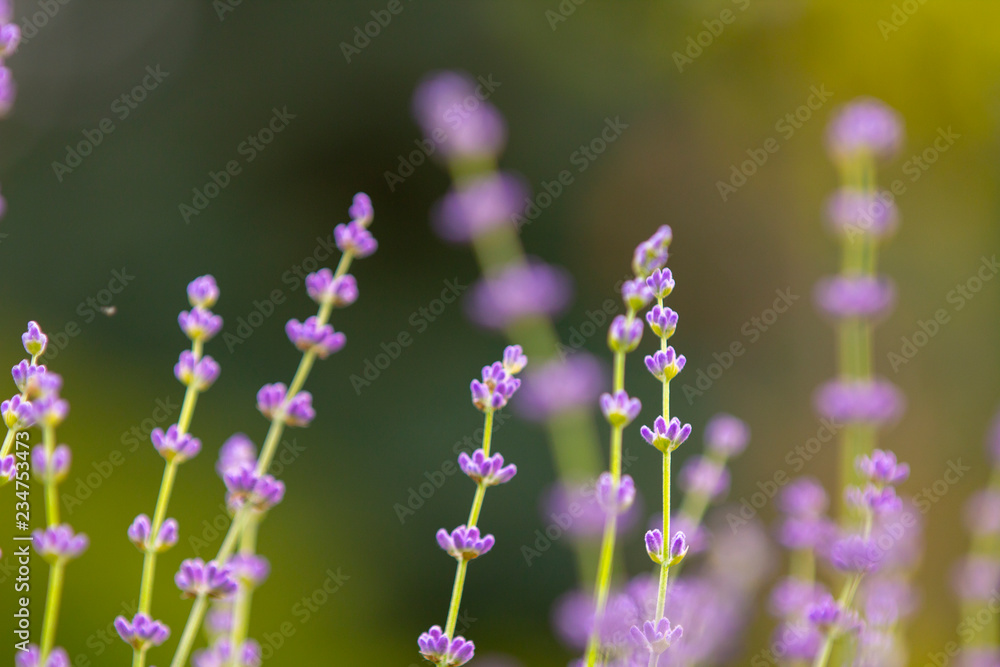 Fototapeta premium Lavender plant latin Lavandula angustifolia violet close-up