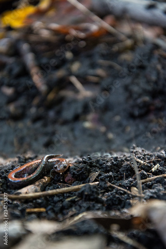 Red-backed salamander in the undergrowth