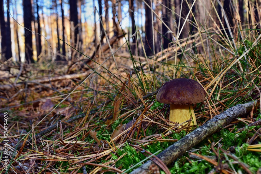 Xerocomus badius edible mushroom Xerocomus badius edible mushroom