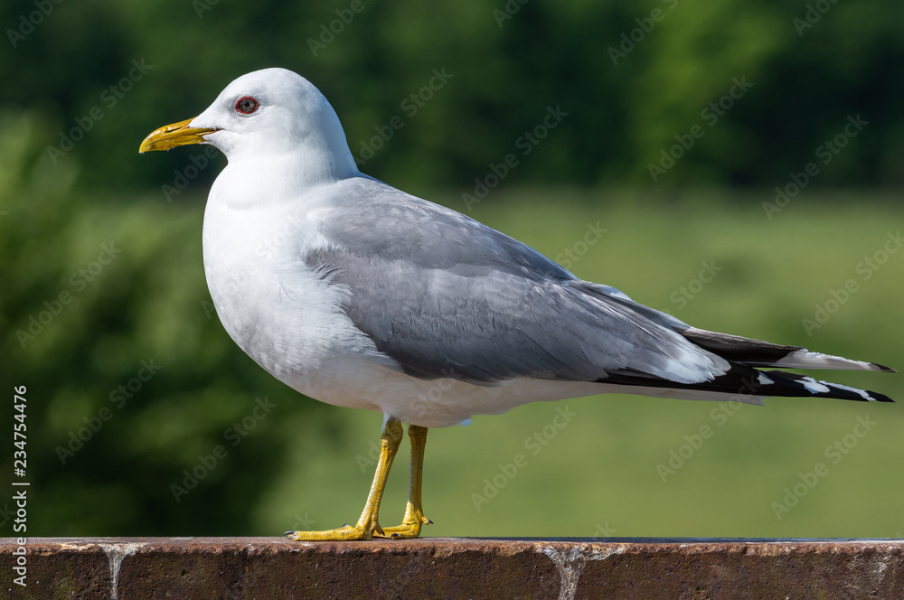 Obraz premium I love to stand model!