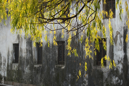 Shiny leaves of a willow tree infront of old building on a sunny mornging in the old town Pinjiang Historic Quarters in Suzhou, China photo