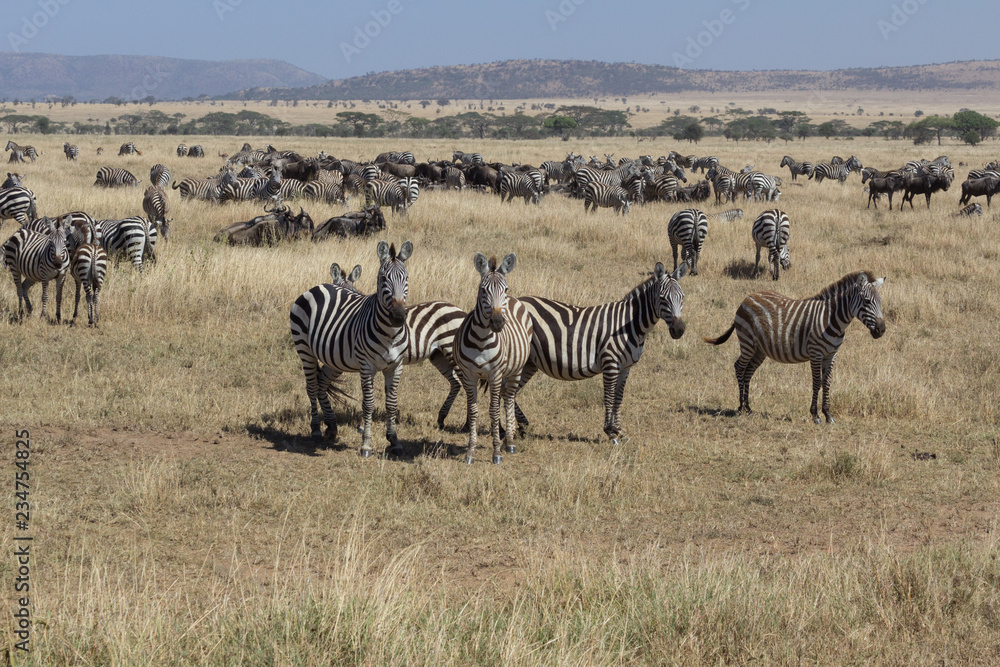 Herd of zebra with some looking in Serengeti, Tanzania Herd of zebra with some looking in Serengeti, Tanzania