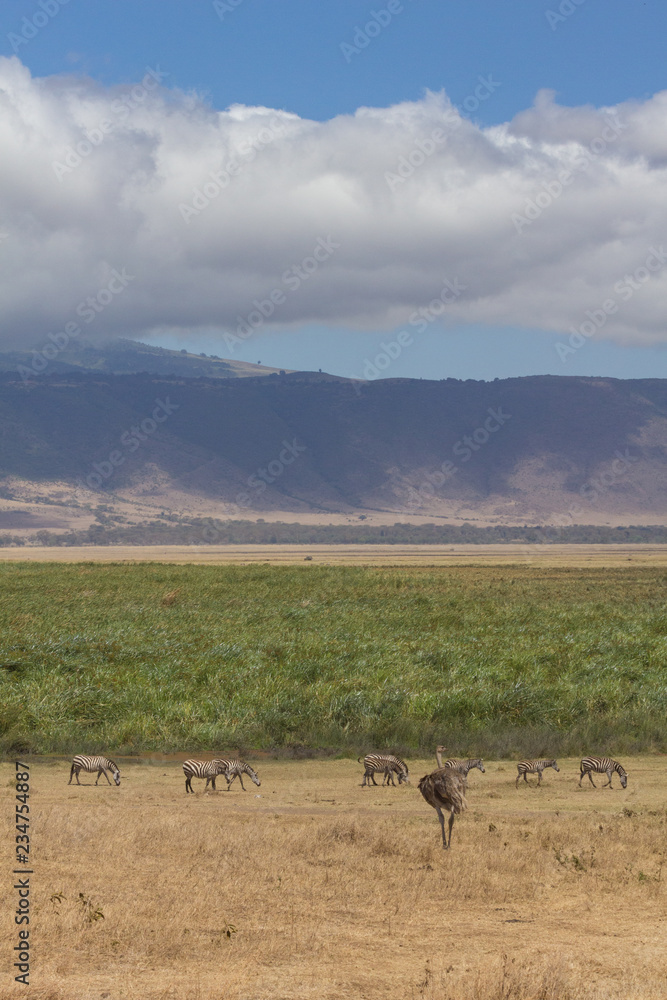 View of Ngorongoro Crater edge with zebra and emu in foreground