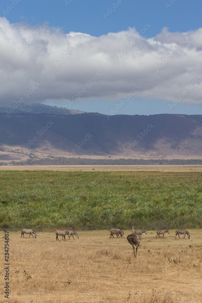 View of Ngorongoro Crater edge with zebra and emu in foreground View of Ngorongoro Crater edge with zebra and emu in foreground