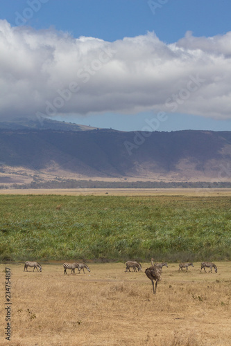 View of Ngorongoro Crater edge with zebra and emu in foreground © Mark Roper