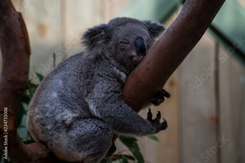 Canvas Print Koala bear in Australia