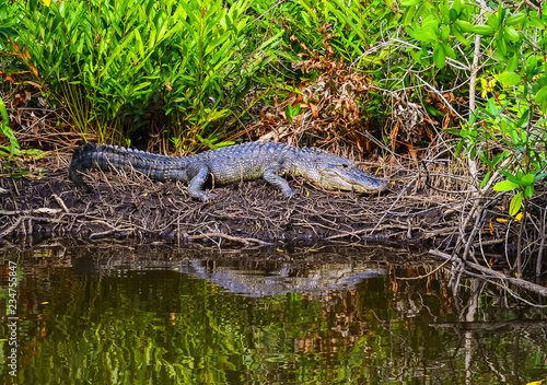 Alligator Sunning in Mangrove Swamp