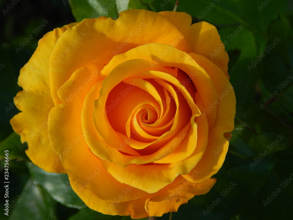 Yellow Rose. Nature photography Yellow Rose. Nature photography