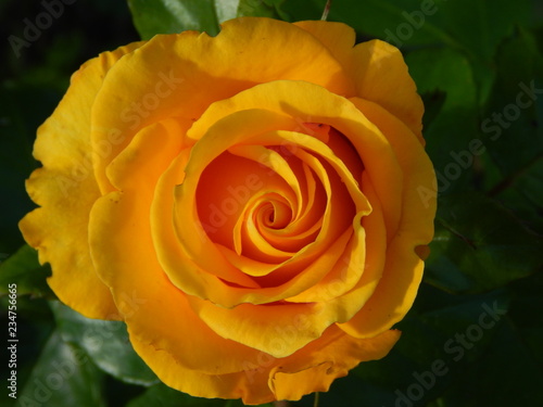 Yellow Rose. Nature photography