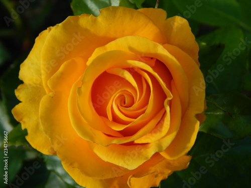 Yellow Rose. Nature photography