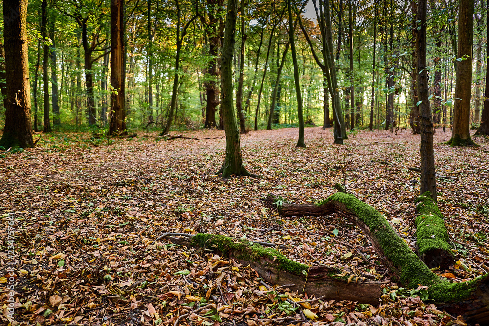 Obraz premium Laubbedeckter Waldweg im Herbst, am Rand liegen abgefallene Äste die mit Moos bewachsen sind. Gremberger Wald in Köln / Deutschland