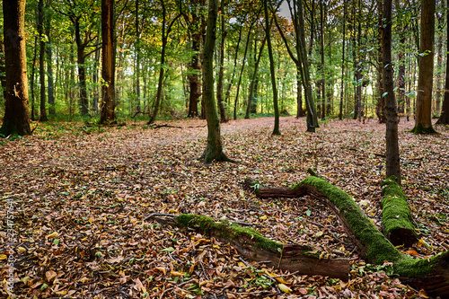 Laubbedeckter Waldweg im Herbst, am Rand liegen abgefallene Äste die mit Moos bewachsen sind. Gremberger Wald in Köln / Deutschland