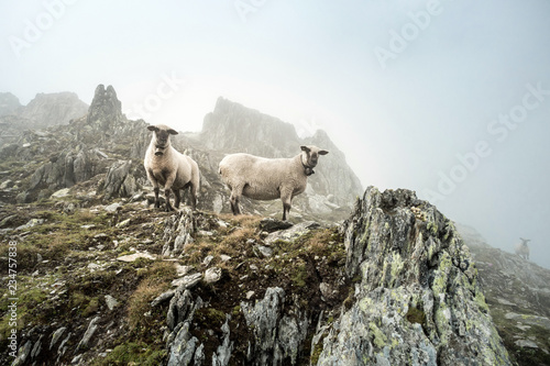 sheep in the mist on a mountain peak in the berner alps, grimsel, sidelhorn, switzerland © matho