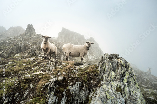Photography sheep in the mist on a mountain peak in the berner alps, grimsel, sidelhorn, swi