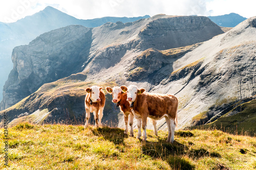 young calves on an alp in the swiss mountains  switzerland