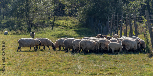 Bieszczady Mountains  Poland. Sheeps in the pasture. 