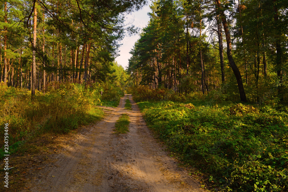 A long sandy road in a pine forest. landscape autumn.