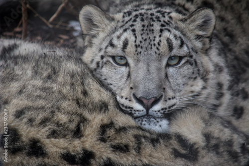 Portrait of a snow leopard resting