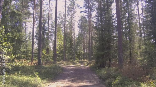 Wallpaper Mural walk through a quiet forest Torontodigital.ca