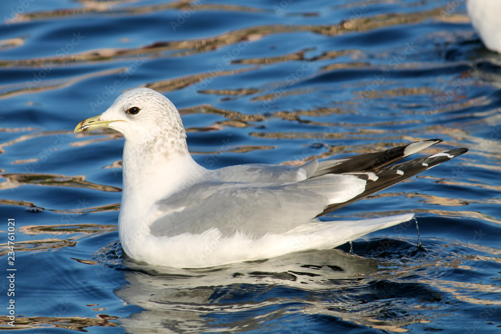 Adult Common gull (Larus canus) or mew gull in winter plumage Adult Common gull (Larus canus) or mew gull in winter plumage