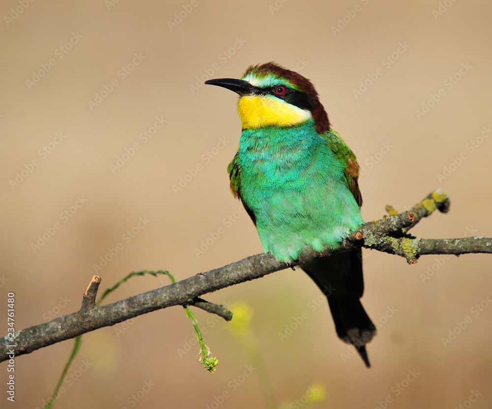 Fototapeta premium bee eater in spain