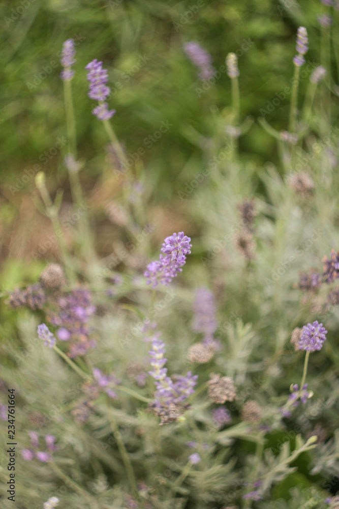 Lavender Lavender