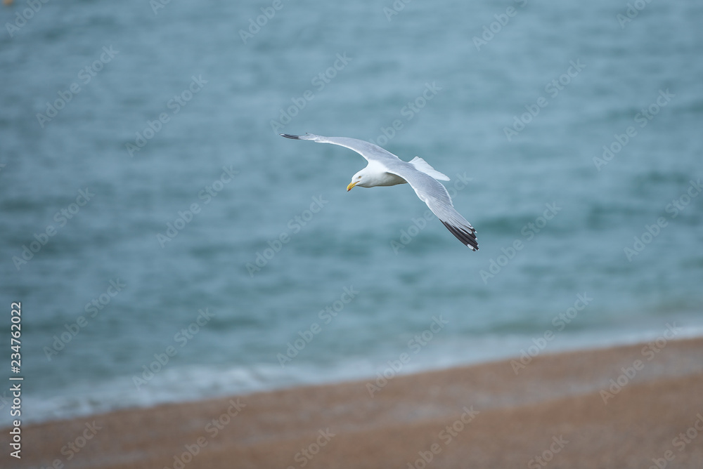 Herring gull gliding above the beach