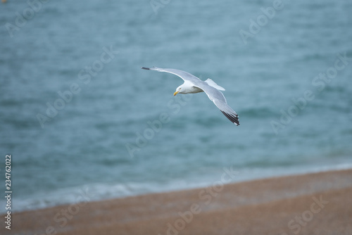 Herring gull gliding above the beach
