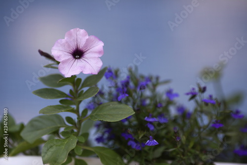 flowers on background of blue sky