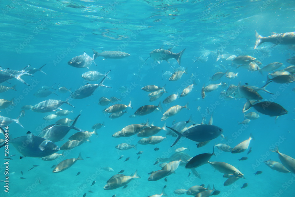 Obraz premium The underwater world of the Mediterranean Sea of Crete
