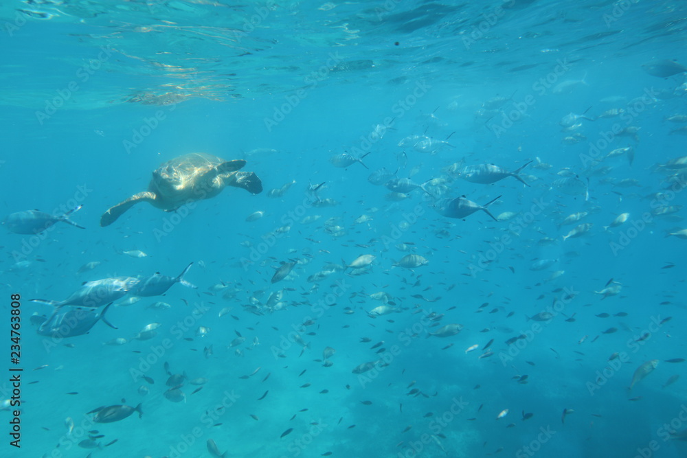 Obraz premium The underwater world of the Mediterranean Sea of Crete