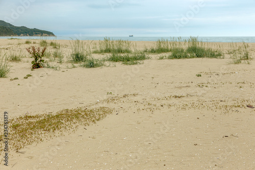 Sand dunes on the sea coast. Grassy wind swept the vegetation growing on the sandy beach. Wild vegetation makes its way through the sand of sand dunes on a wild sea beach © Aleksandr Lesik