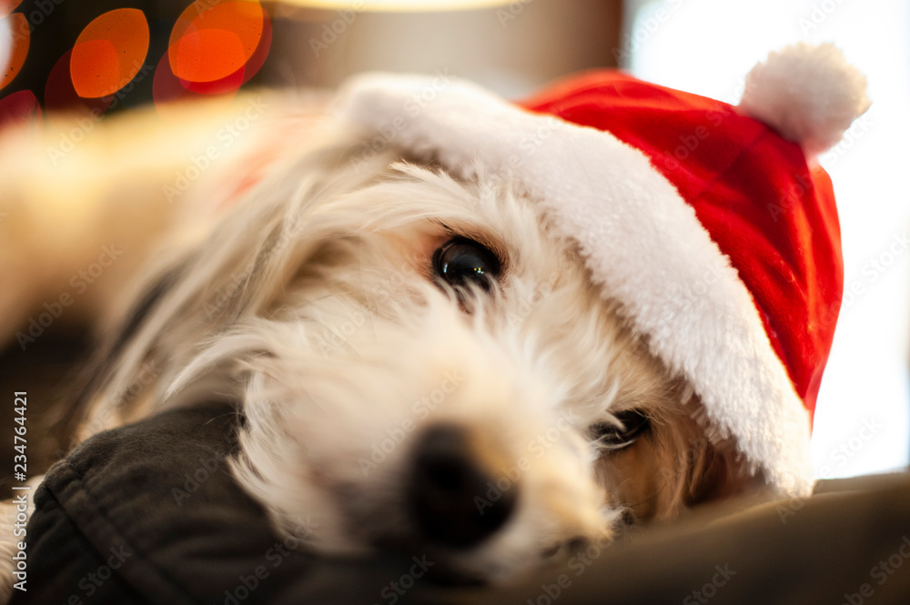White shaggy dog wearing Christmas hat White shaggy dog wearing Christmas hat