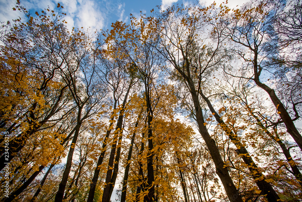 Crones of autumn trees with yellow leaves against a sky Crones of autumn trees with yellow leaves against a sky