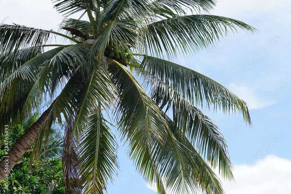 coconut palm tree blue sky