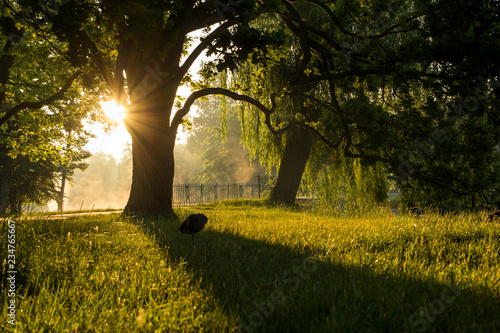 lonely duck in park