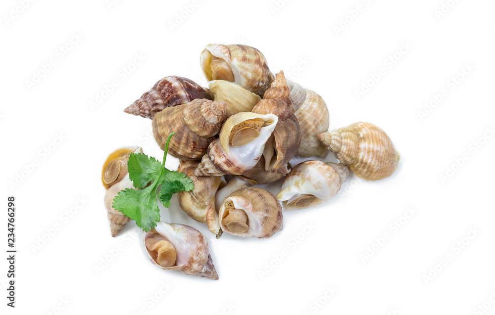 Uncooked fresh common whelks or sea snails isolated on a white studio background. Uncooked fresh common whelks or sea snails isolated on a white studio background.