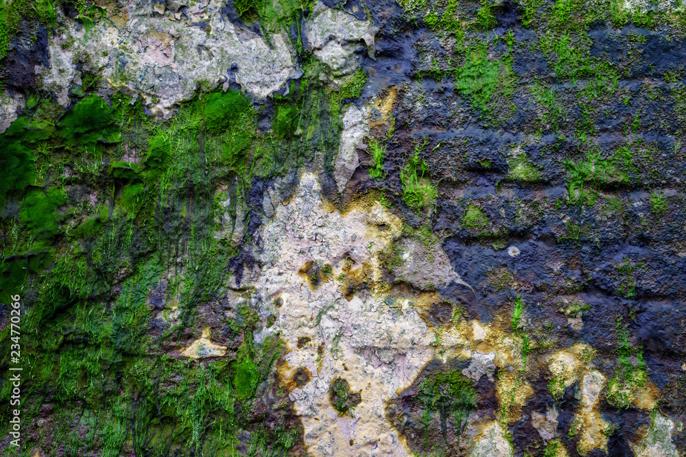 Fototapeta premium Brick wall covered with green moss