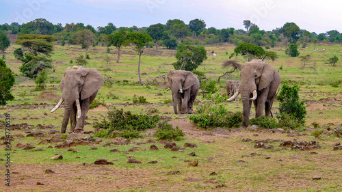Photography elephants in Masai Mara National Park