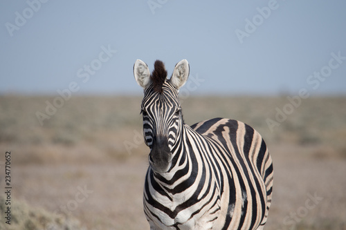 A Plains Zebra stands head on to the photographer with ears pricked.
