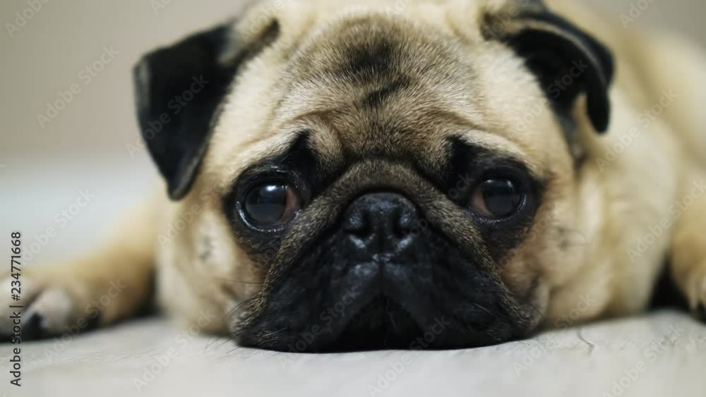 Cute pug dog lies on the floor, falls asleep and looking at camera, tired nd lazy. Close-up Cute pug dog lies on the floor, falls asleep and looking at camera, tired nd lazy. Close-up