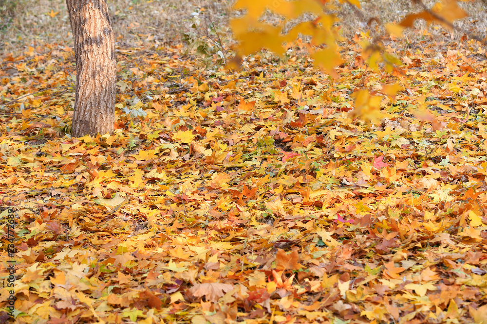 Beautiful maple leaves in the fall